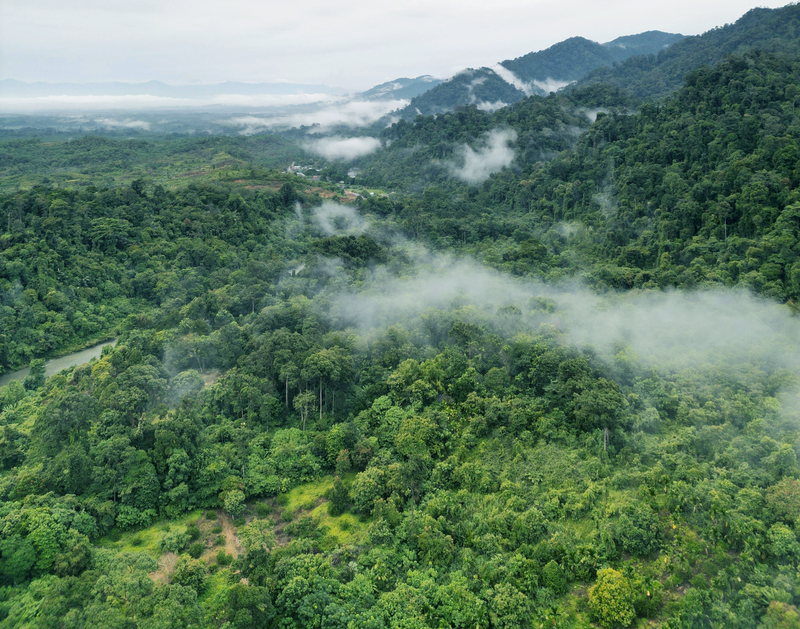 Help Us Buy Back Land For Reforestation of Tangkahan